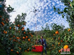 三峡库区：满园“黄金果” 处处好“丰”景